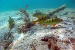 © www.hotel-moser.at © www.hotel-moser.at