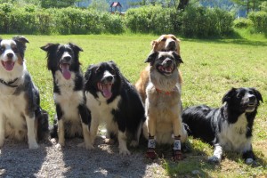 hundefreunliches Hotel Weissensee - © www.hotel-moser.at