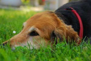 Urlaub mit Hund am Weissensee - © www.hotel-moser.at