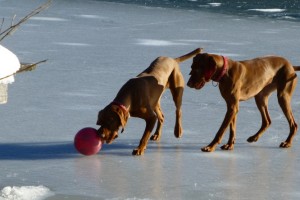 © www.hotel-moser.at