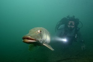 Tauchen am Weissensee - © www.hotel-moser.at